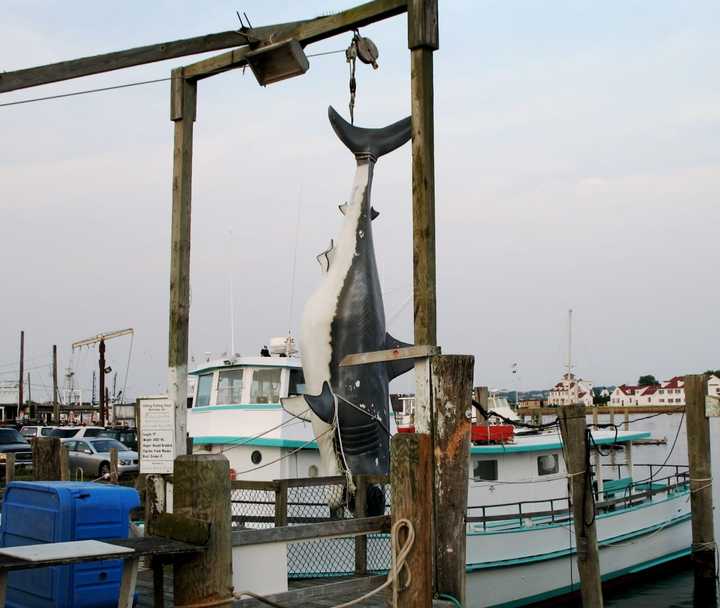 Fiberglass copy of 3,427-pound, 17-foot long great white shark caught by Donnie Braddick and Frank Mundus on Aug. 6, 1986 on Lake Montauk.  Mundus inspired the character Quint, played by actor Robert Shaw, in &quot;Jaws.&quot;