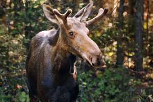 Moose On Loose At UConn Campus Signals Beginning Of Birthing Season