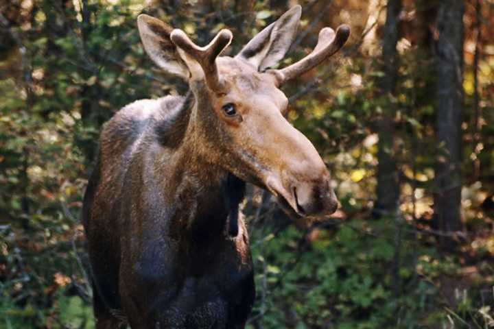 Second Moose, Struck, Killed By Car In Hartland