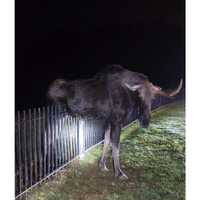 Moose Rescued After Getting Stuck On Fence In Connecticut
