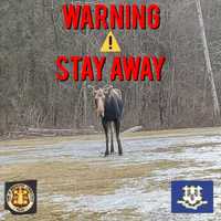 Moose On The Loose: Police Issue Alert After Sighting In CT