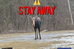 Police Issue Alert After Wild Moose Spotted In Region