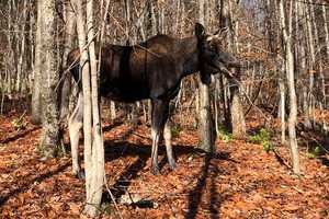 CT DEEP Issues Alert To Motorists After Moose Sighting In Danbury