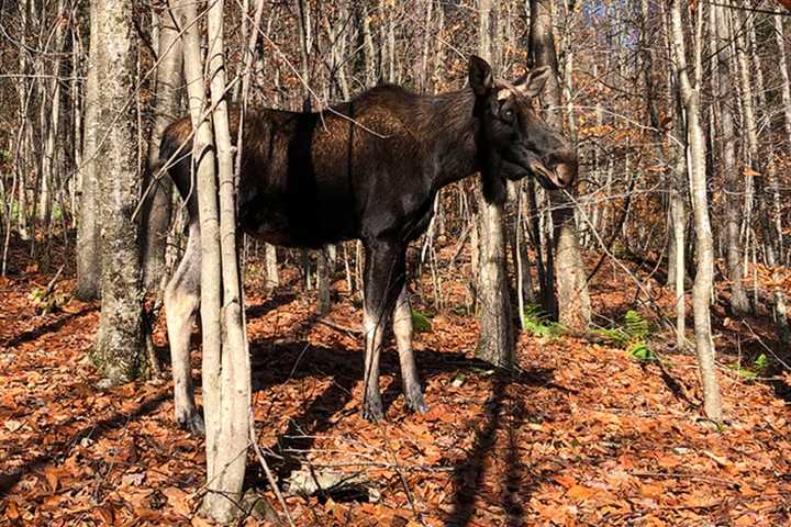 CT DEEP Issues Alert To Motorists After Moose Sightings In Fairfield County