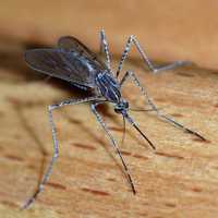 Jamestown Canyon Virus Found In Westport In New CT Mosquito Collection