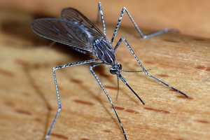 Jamestown Canyon Virus Found In Westport In New CT Mosquito Collection