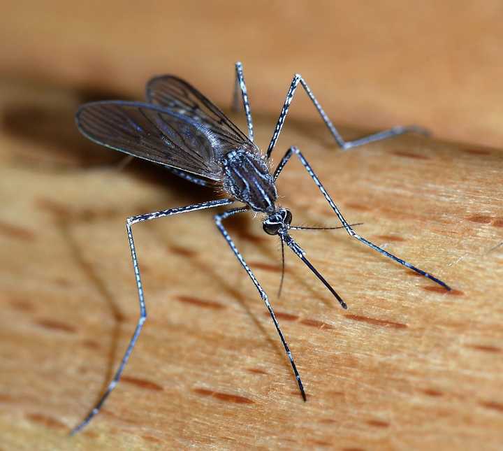 The mosquito trapping and testing program in Connecticut has revealed a spike in the number of Jamestown Canyon virus but no West Nile virus in the latest sampling.