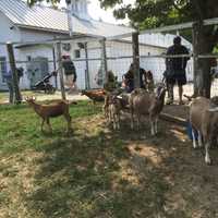 <p>Before its development as a county park, the 777-acre Muscoot Farm was a private farm.</p>