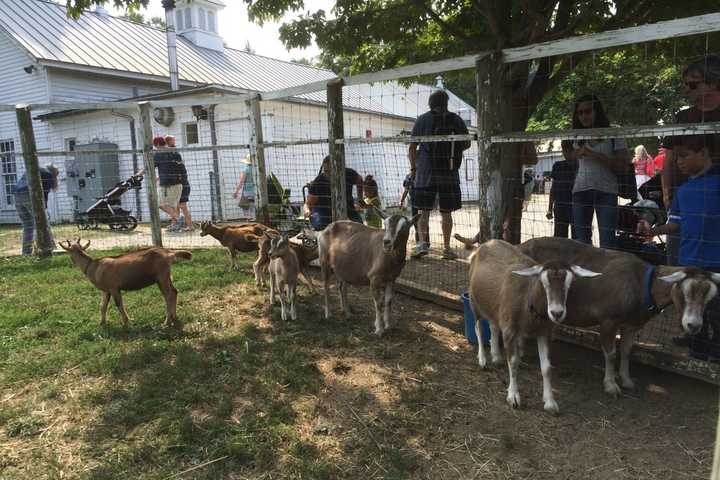 Somers' Muscoot Farm Celebrates 40th Anniversary