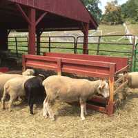 <p>These are some of the animals visitors can see at Muscoot Farm.</p>