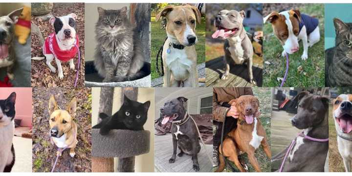 The SPCA of Connecticut in Monroe is closing its doors and needs homes for its dogs and cats.