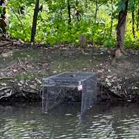 <p>A trap set by NJ Fish &amp; Wildlife</p>