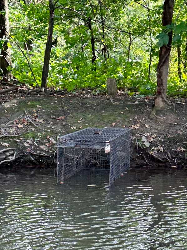 Alligator Sighted Again, Traps Set In Lake Creighton