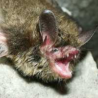 <p>Northern long-eared bats are now listed as endangered.</p>