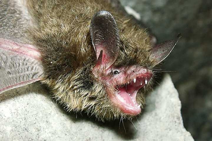 Bat Population Ravaged By Fungus Listed As 'Endangered' By US Fish And Wildlife Service