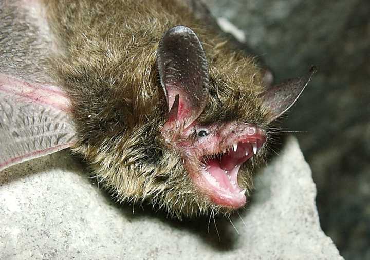 Northern long-eared bats are now listed as endangered.