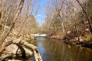 Take A Walk On The Wild Side At Mianus River Gorge In Bedford