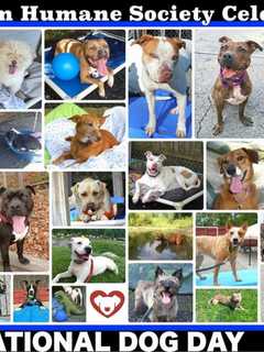 Get Your Wag On, Putnam: Friday Is National Dog Day