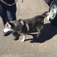 <p>Neekah is a spayed 9-year-old husky, described as very sweet and energetic.</p>