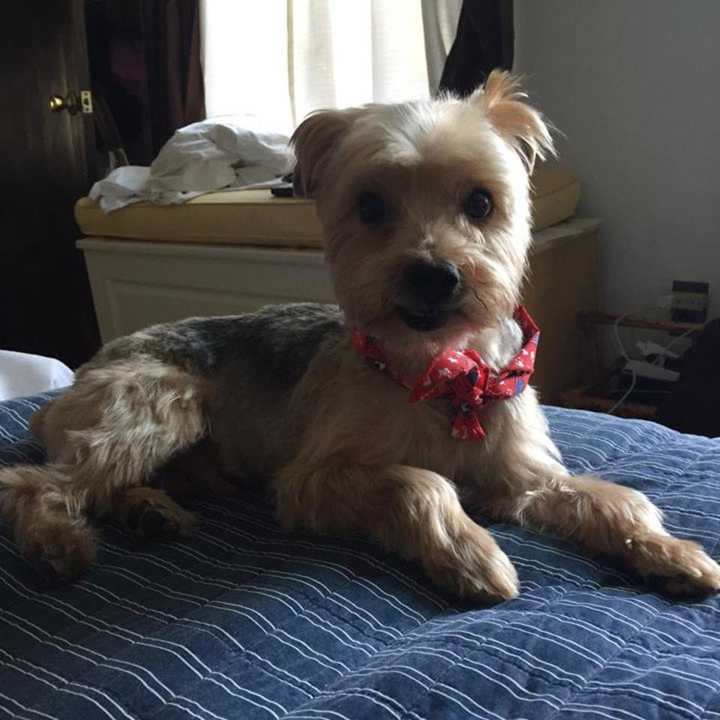 Owners in New Rochelle are looking for their lost Yorkie, an eight-year old named Charlie.