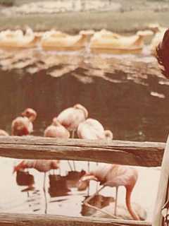 Nicholena 'Nicky' Patafio, 78, Lifelong Port Chester Resident