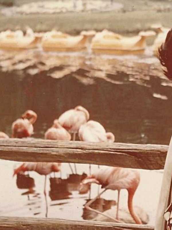 Nicholena 'Nicky' Patafio, 78, Lifelong Port Chester Resident