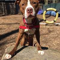 Nicky Is SPCA Pet Of The Week