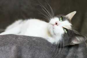 Meet Nina, Pet Of The Week At Pomona Animal Shelter