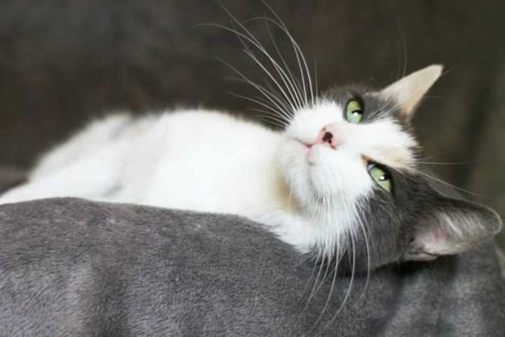 Meet Nina, Pet Of The Week At Pomona Animal Shelter