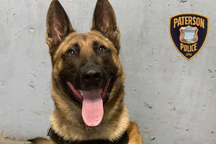 Barking Up Right Trees: Paterson PD K-9 Finds 683 Heroin Folds, 97 Crack Vials, 3 Loaded Guns