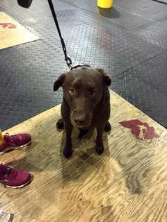 Owners Found For Dog That Wandered Into Nyack Gym