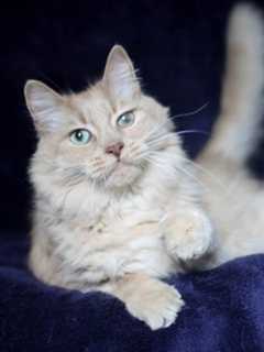 Hi Tor Animal Shelter Introduces Oliver, Its Pet Of The Week