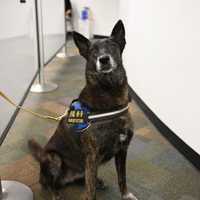 COVID-19: First Airport In US Using Trained Dogs To Detect Virus