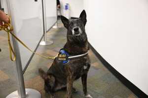 COVID-19: First Airport In US Using Trained Dogs To Detect Virus