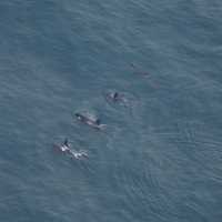 Rare Sighting: 4 Killer Whales Seen Swimming Together In Nantucket Waters