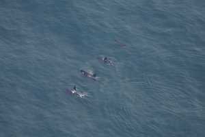 Rare Sighting: 4 Killer Whales Seen Swimming Together In Nantucket Waters