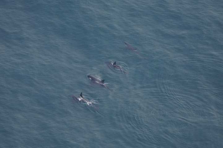 Rare Sighting: 4 Killer Whales Seen Swimming Together In Nantucket Waters