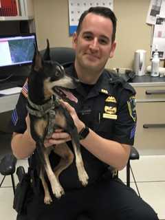 Ossining Police Help Locate Missing Dog's Owner