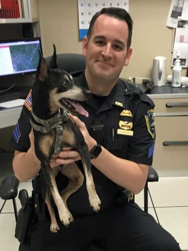 Ossining Police Help Locate Missing Dog's Owner