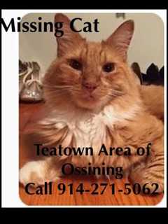 Ossining Owners Seek Missing Cat