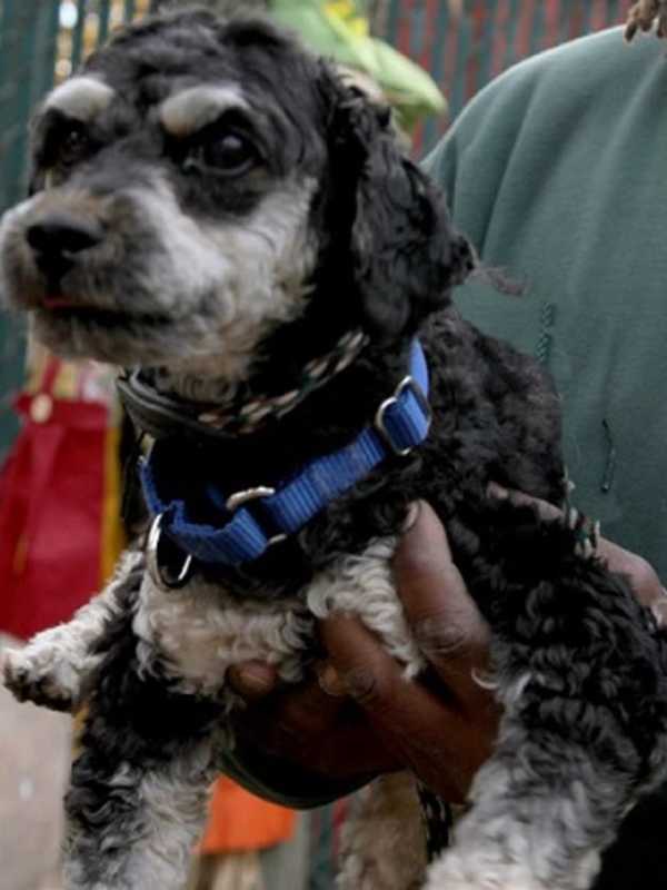 Meet Hi Tor Animal Shelter's Pet of The Week: Little Otis