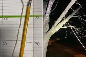 Bergen Mayor Insists Twisted Twine Tied To Tree Is A Noose