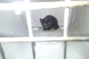 Trapped Kitten Steals Spotlight At Westport Horse Show