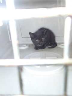 Westport Hunt Club Adopts 'Bumper,' The Stowaway Kitten