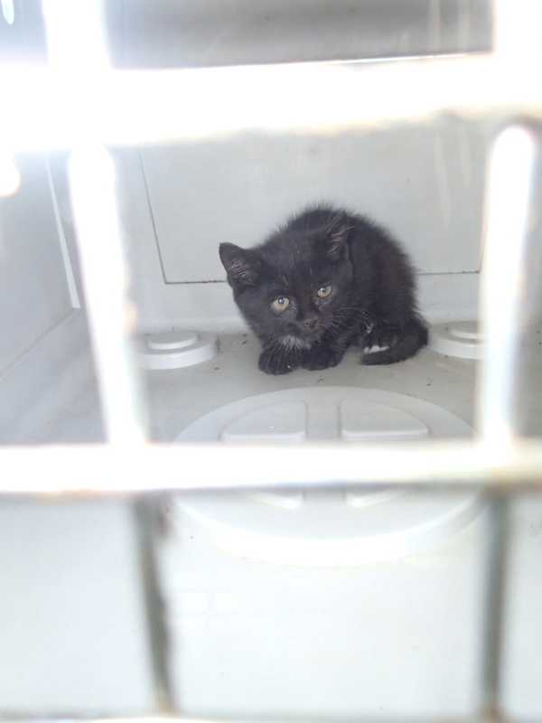 Westport Hunt Club Adopts 'Bumper,' The Stowaway Kitten