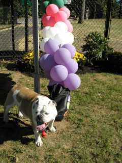 Port Chester's First Dog Park Opens At Abendroth Park