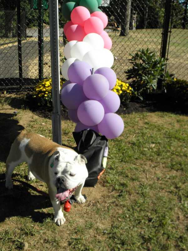 Port Chester's First Dog Park Opens At Abendroth Park