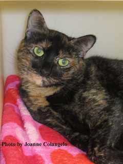 Penny Is Carmel's Putnam Humane Society Pet Of The Week