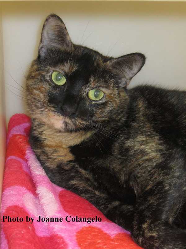 Penny Is Carmel's Putnam Humane Society Pet Of The Week