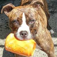 Bucky Is Putnam Pet Of The Week